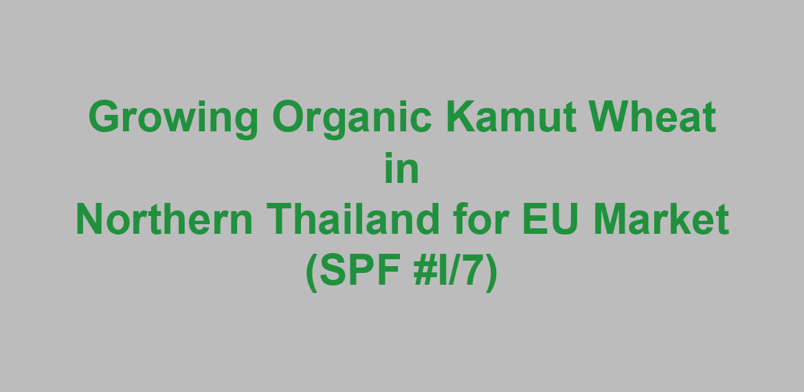 Growing Organic Kamut Wheat in Northern Thailand for EU Market
